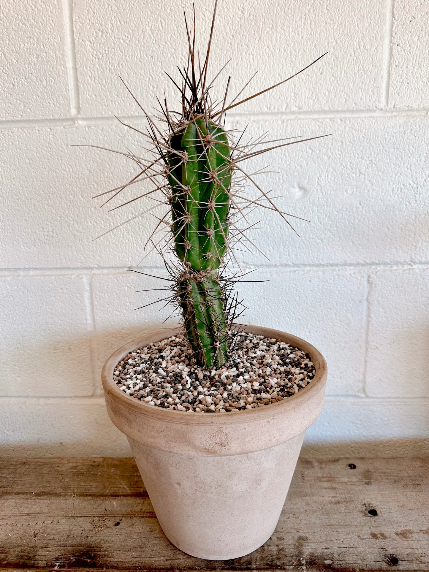 Toothpick Cactus - Stetsonia Coryne