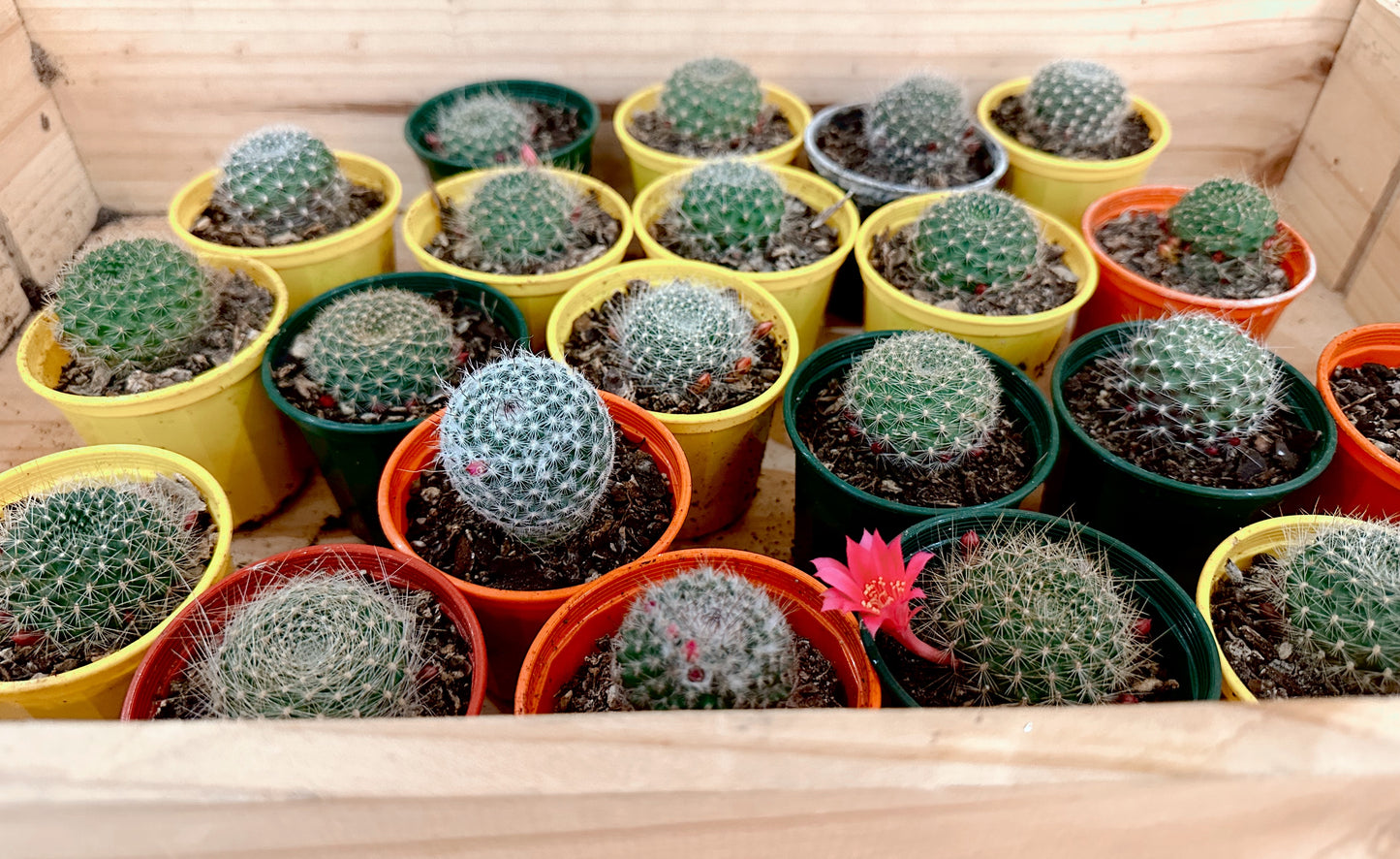 Small 70mm cacti grower pot - Assorted