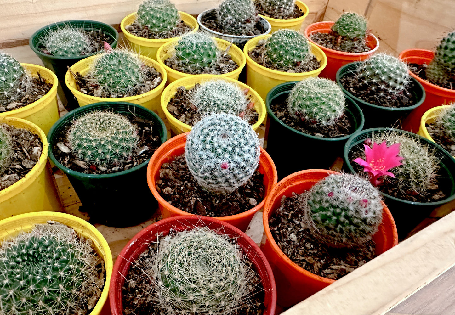 Small 70mm cacti grower pot - Assorted