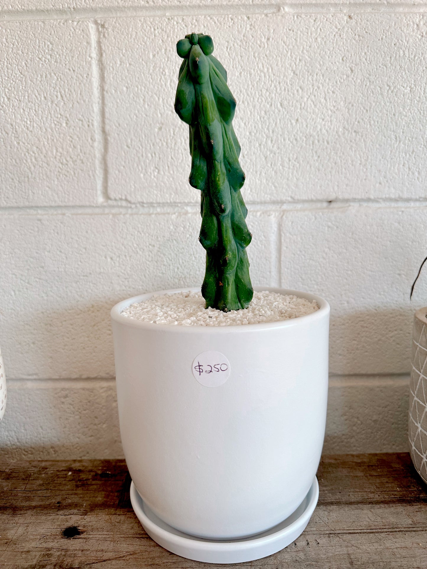 Boobie Cactus I