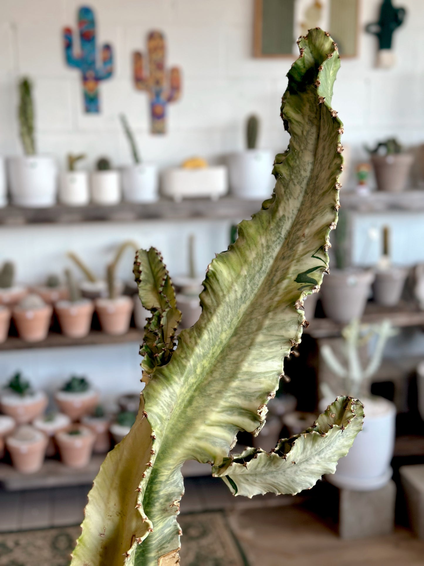 Euphorbia Ammak IIII (Pick up only)