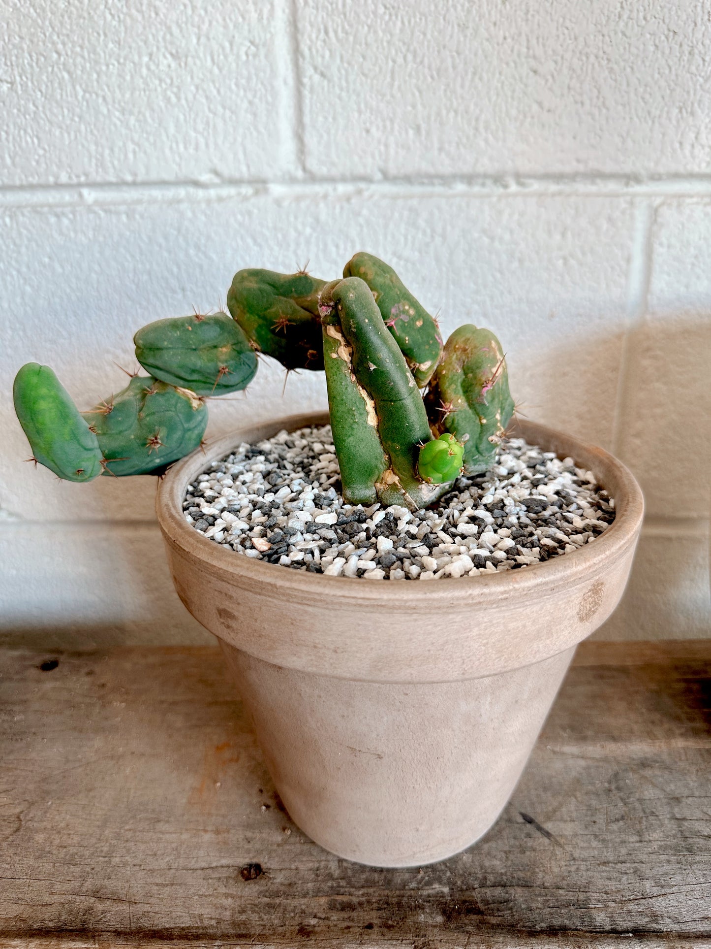 Penis Cactus (Bridgesii Monstrose)