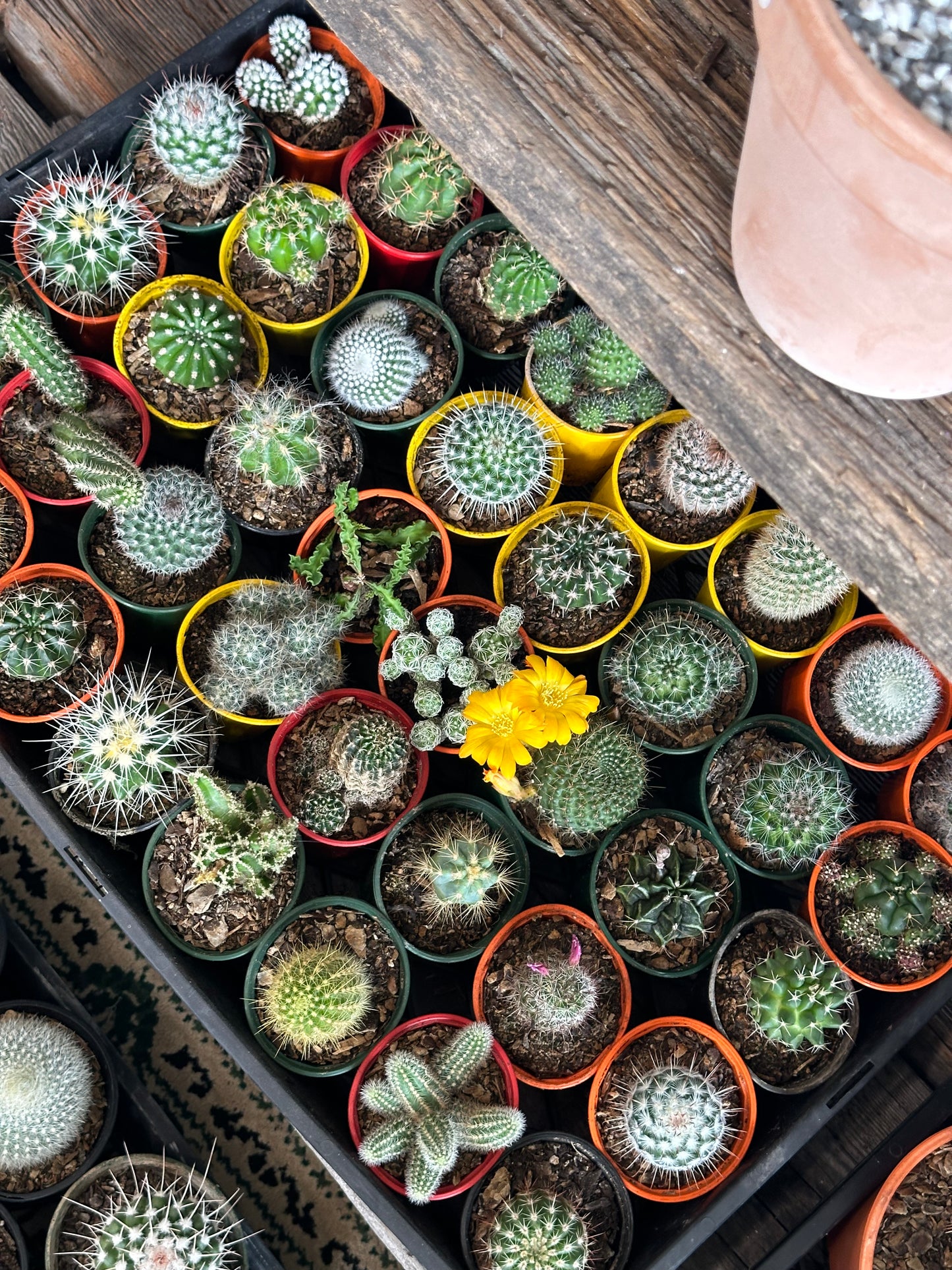 Small 70mm Cacti Grower Pot - Assorted