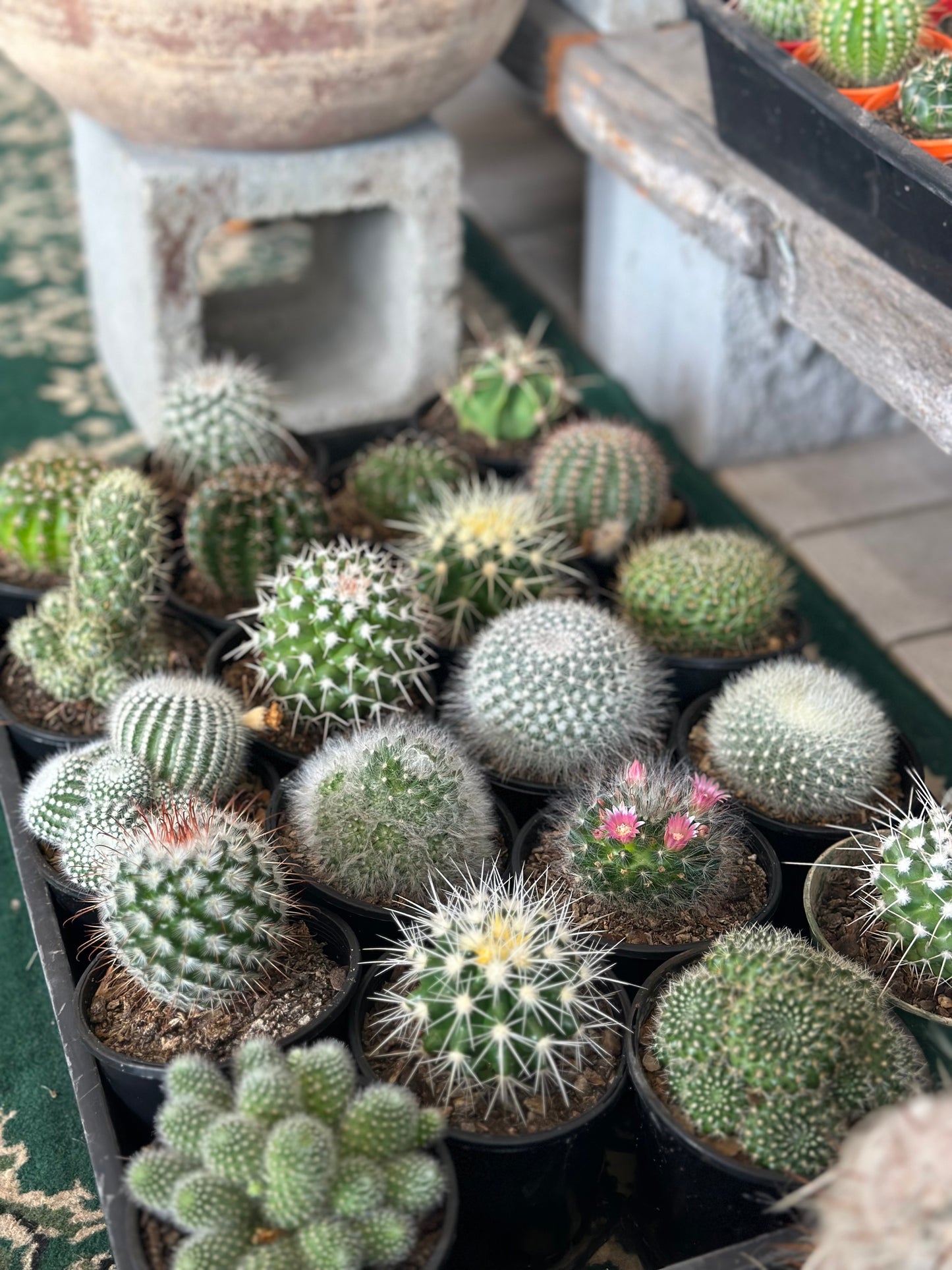 Medium 100mm Cacti Grower Pot - Assorted