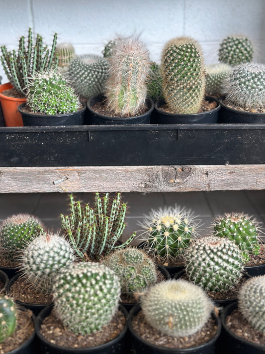 Large 250mm Cacti Grower Pot - Assorted