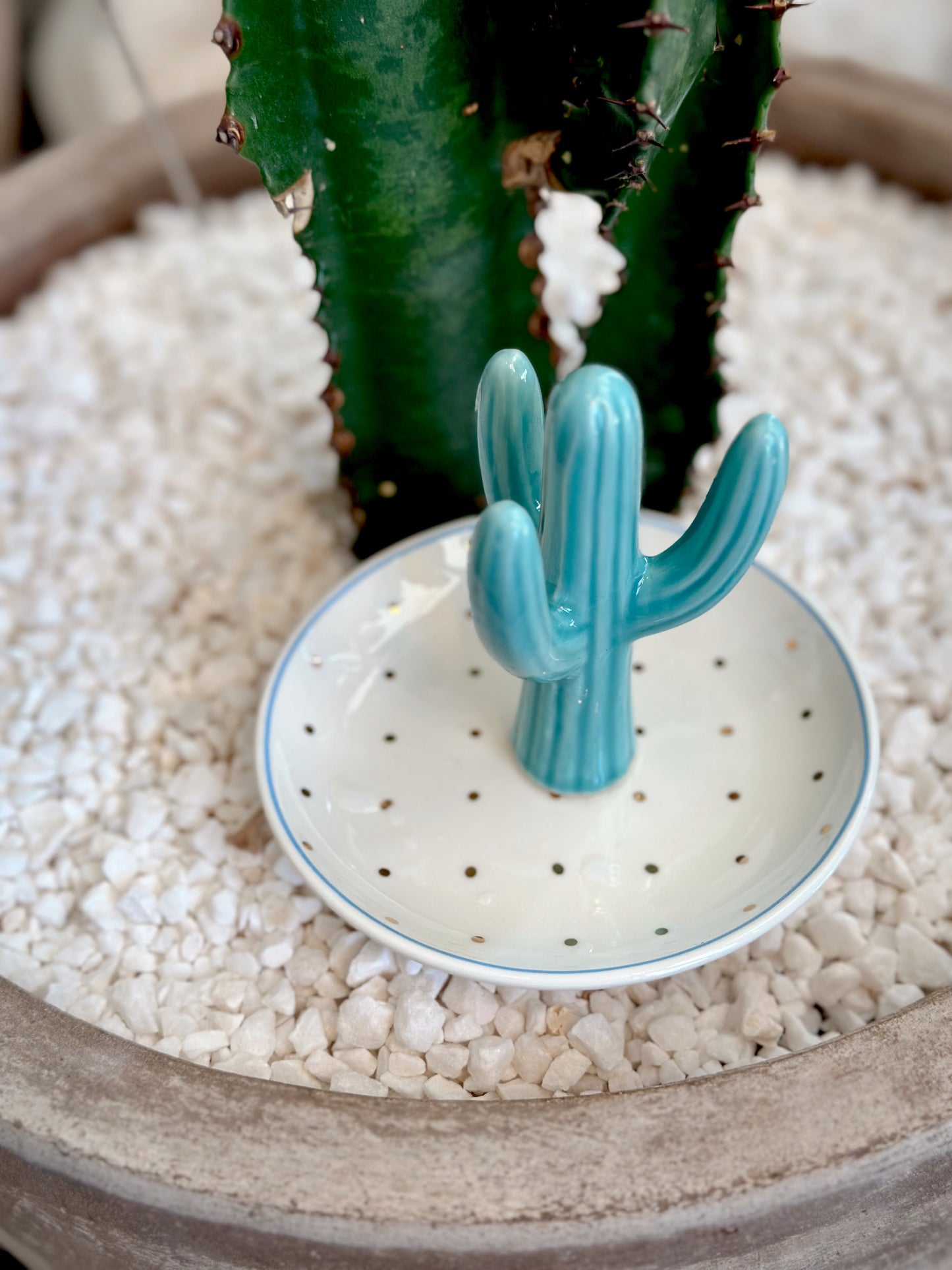 Cactus Trinket tray - assorted