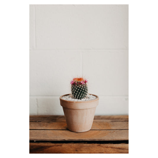 Mammillaria Cactus (Small/Medium)